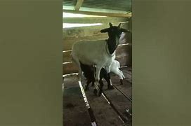 Kambing Melahirkan Kembar Belajar Bermain Dengan Anak Anak