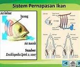 Labirin Adalah Alat Pernapasan Pada